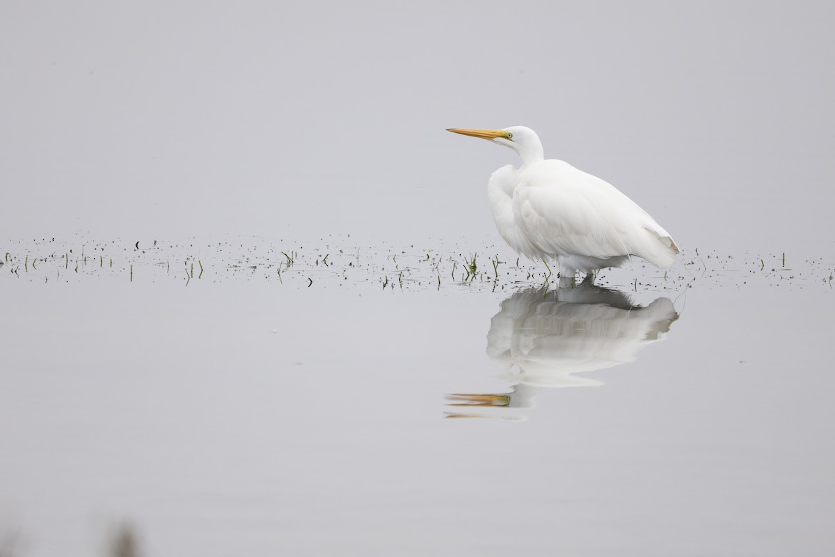 Great Egret - ML647327618