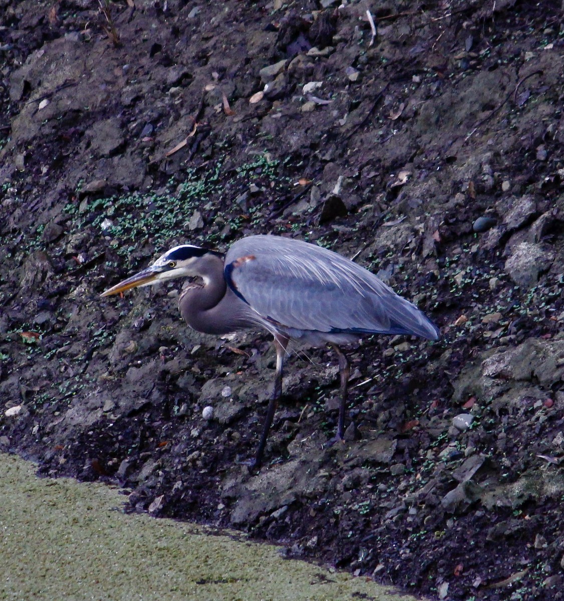 Great Blue Heron - ML647327620