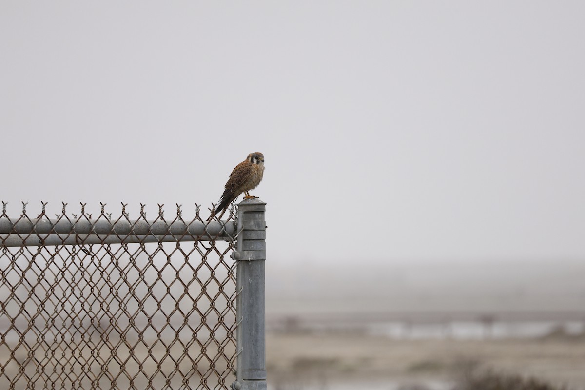 American Kestrel - ML647327636