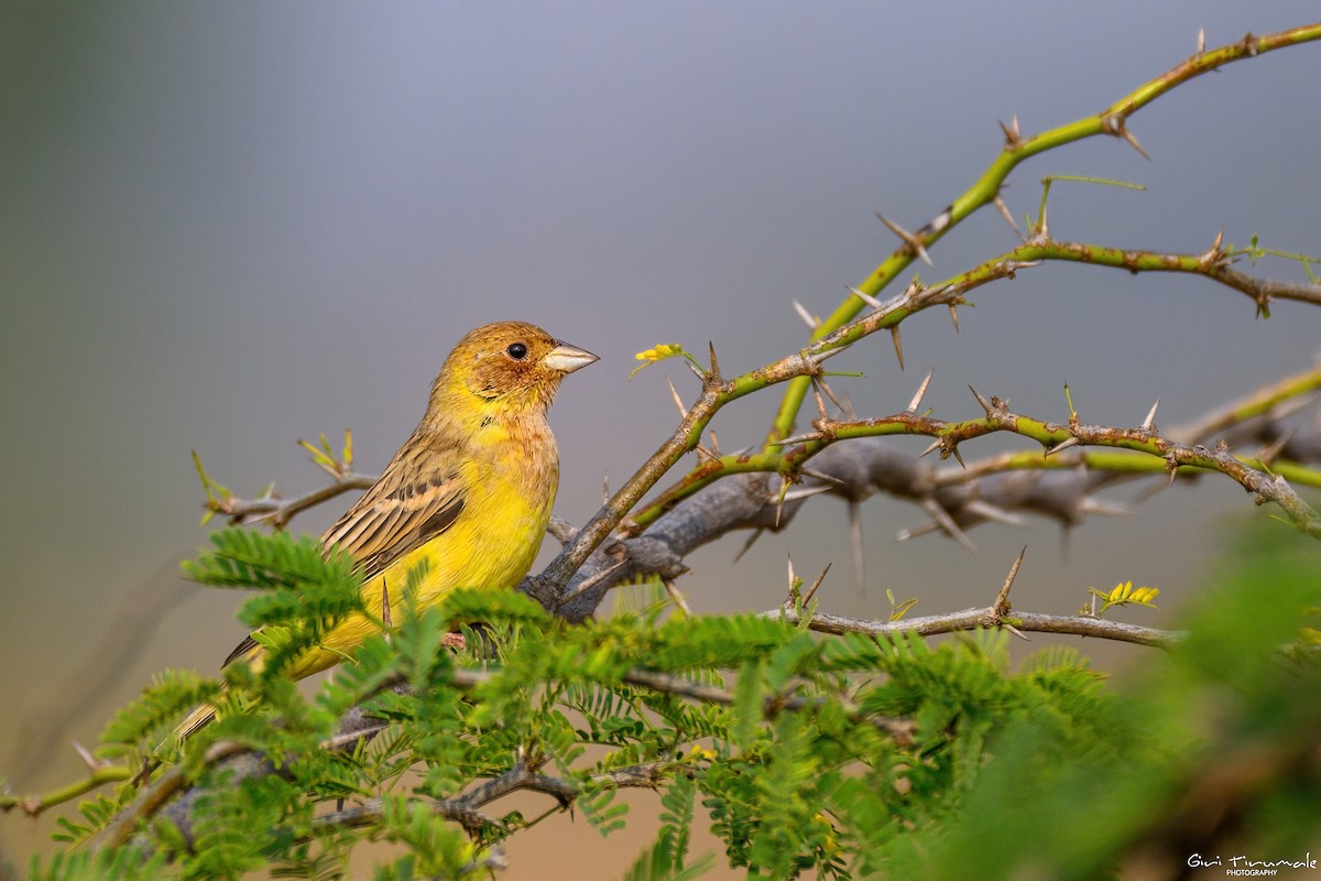 Red-headed Bunting - ML647327647