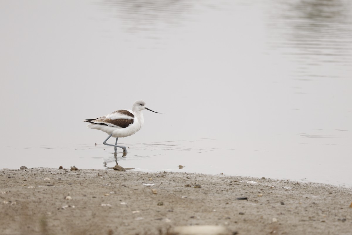 American Avocet - ML647327648
