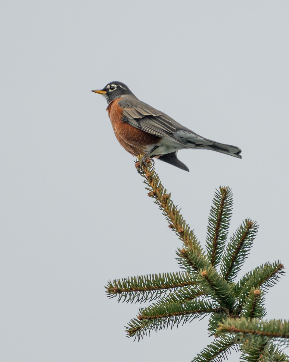 drozd stěhovavý - ML647327650