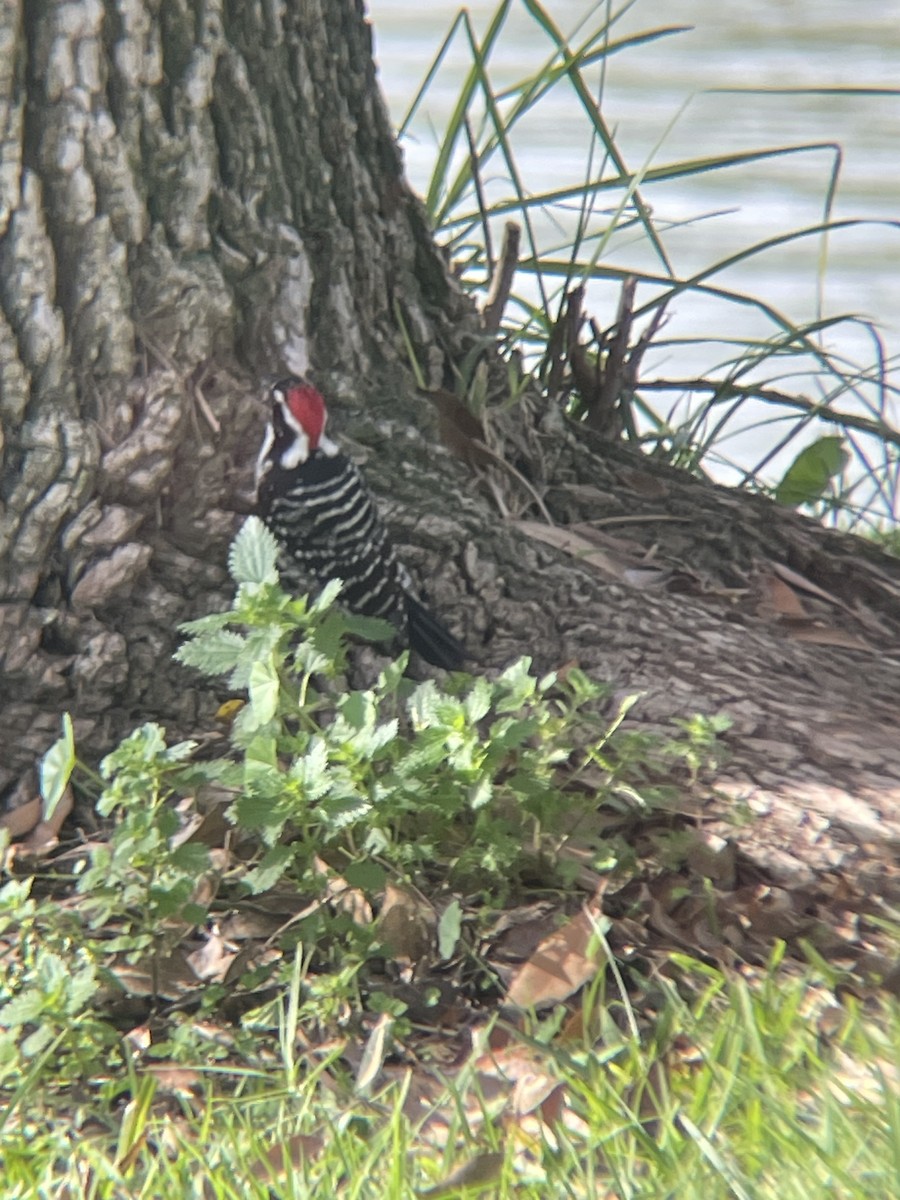 Nuttall's Woodpecker - ML647327660