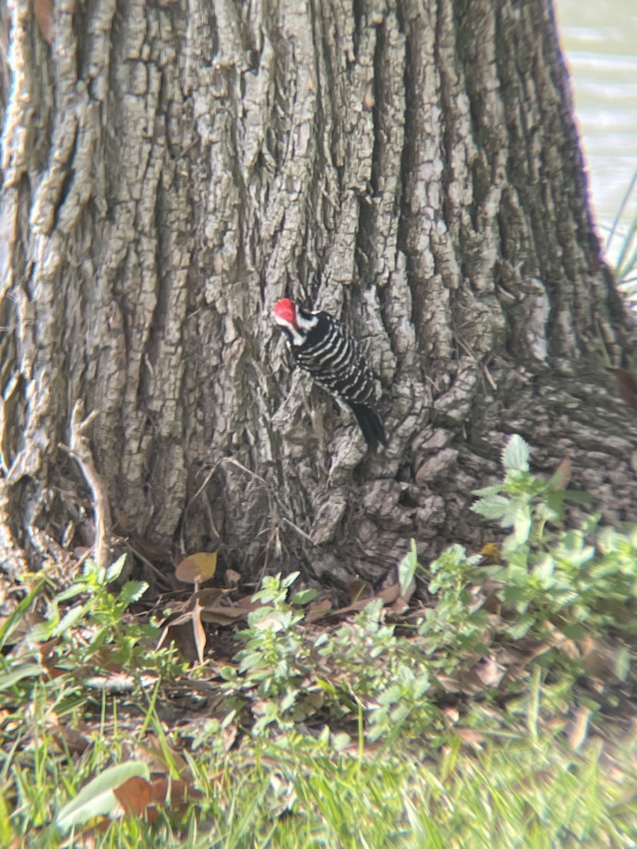 Nuttall's Woodpecker - ML647327661