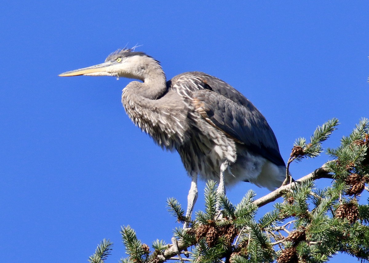 Grand Héron - ML647327662