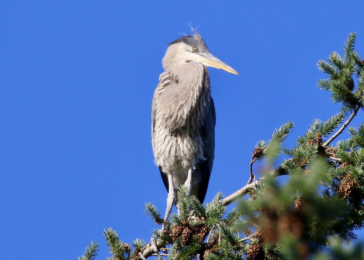 Grand Héron - ML647327665