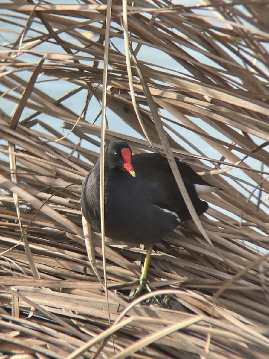 Common Gallinule - ML647327667