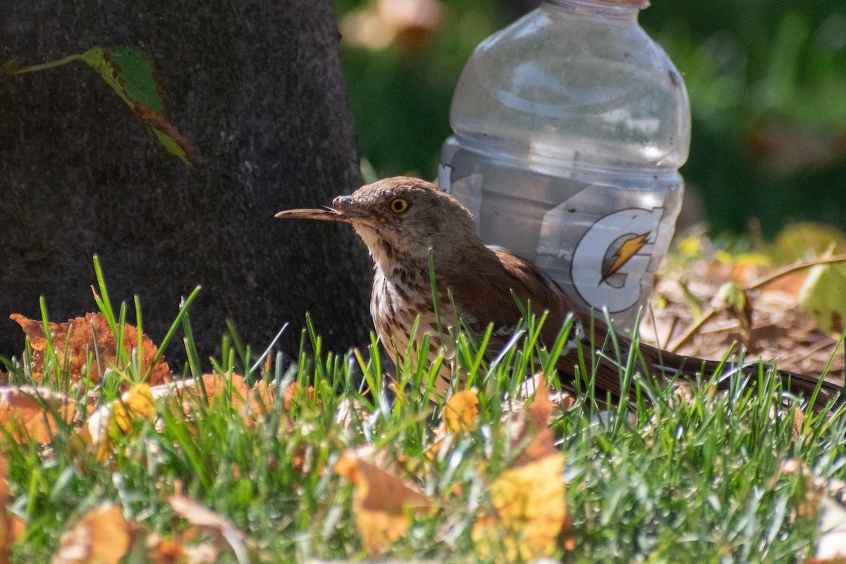 Brown Thrasher - ML647327669