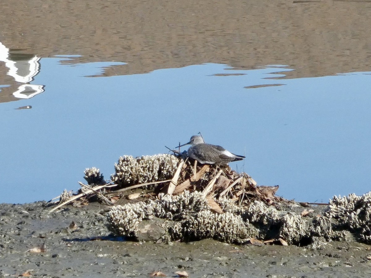 Greater Yellowlegs - ML647327671