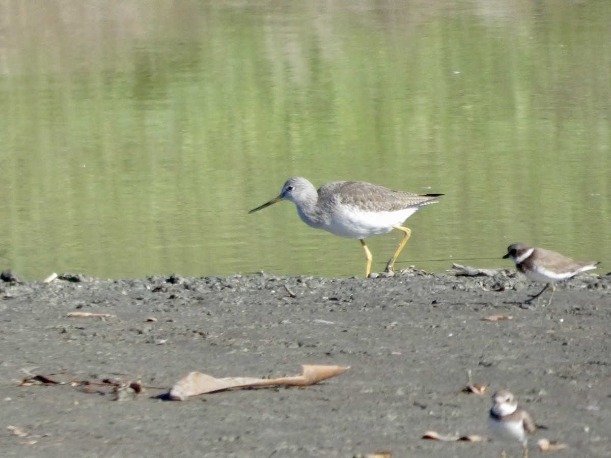 Greater Yellowlegs - ML647327672