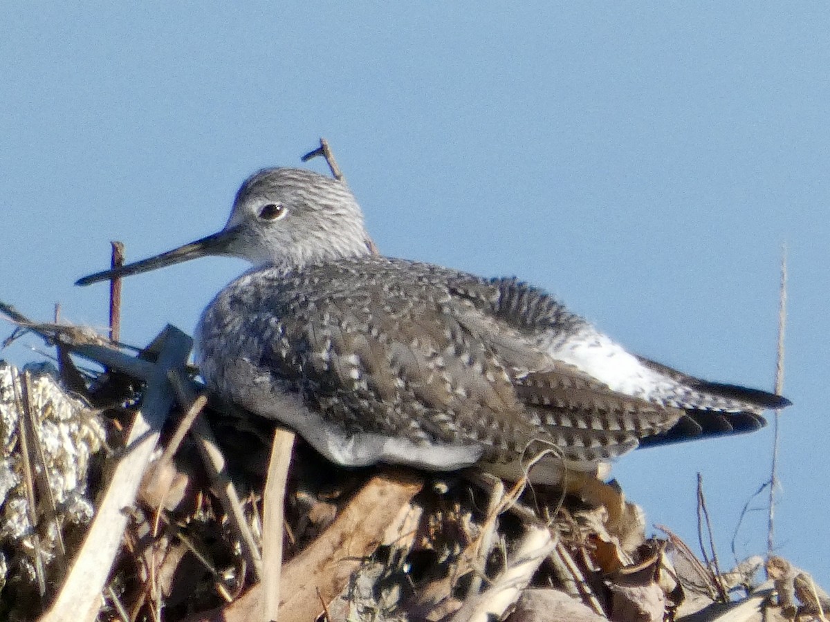 Greater Yellowlegs - ML647327673