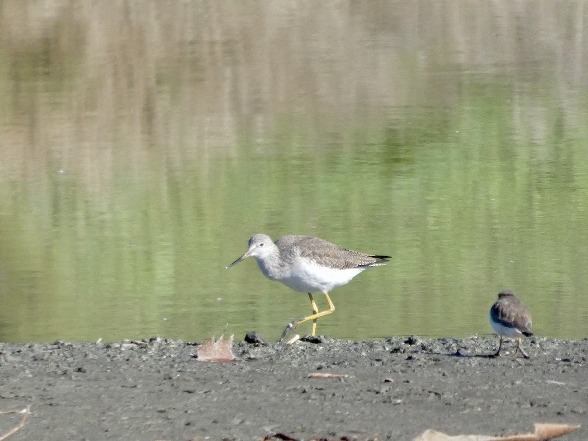Greater Yellowlegs - ML647327674