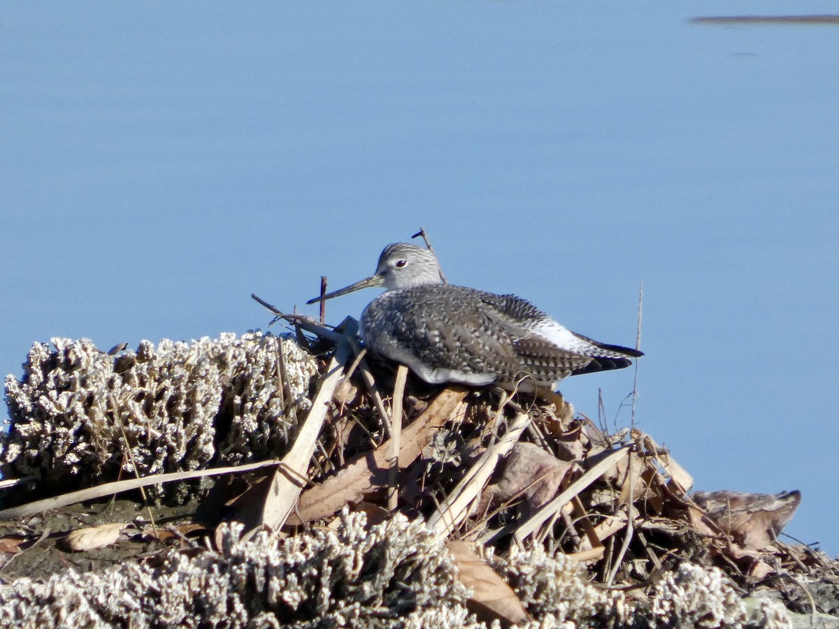 Greater Yellowlegs - ML647327675