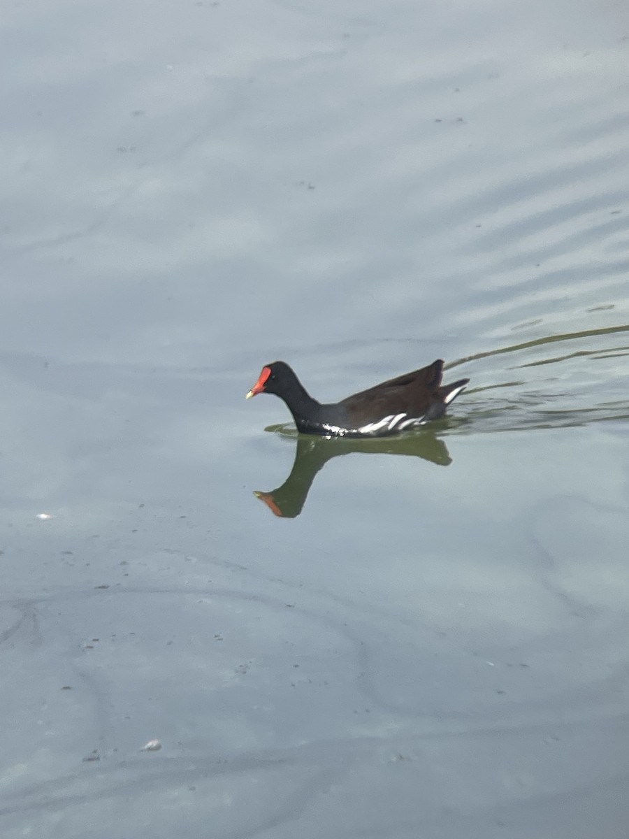 Common Gallinule - ML647327693