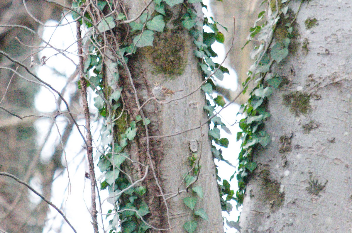 White-throated Sparrow - ML647327707