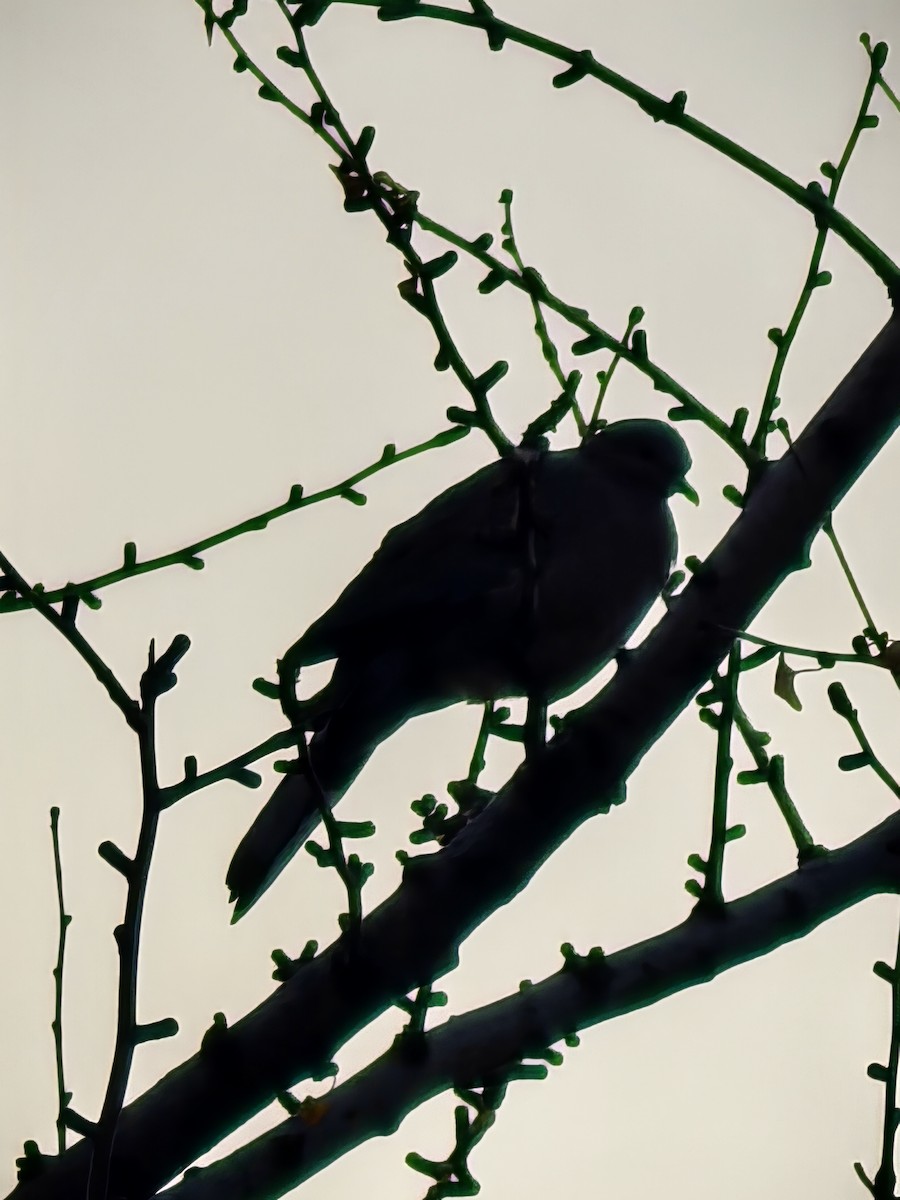 hrdlička kropenatá - ML647327716