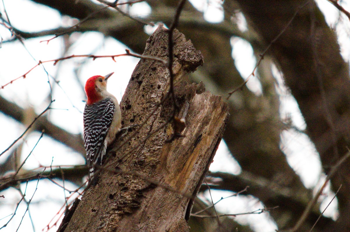 Red-bellied Woodpecker - ML647327720