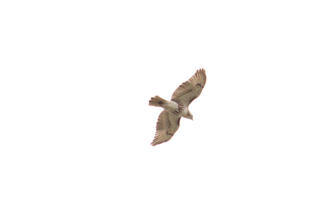 Red-tailed Hawk - ML647327721