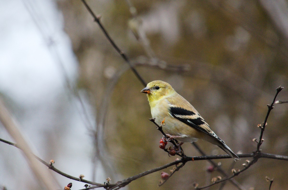 American Goldfinch - ML647327729
