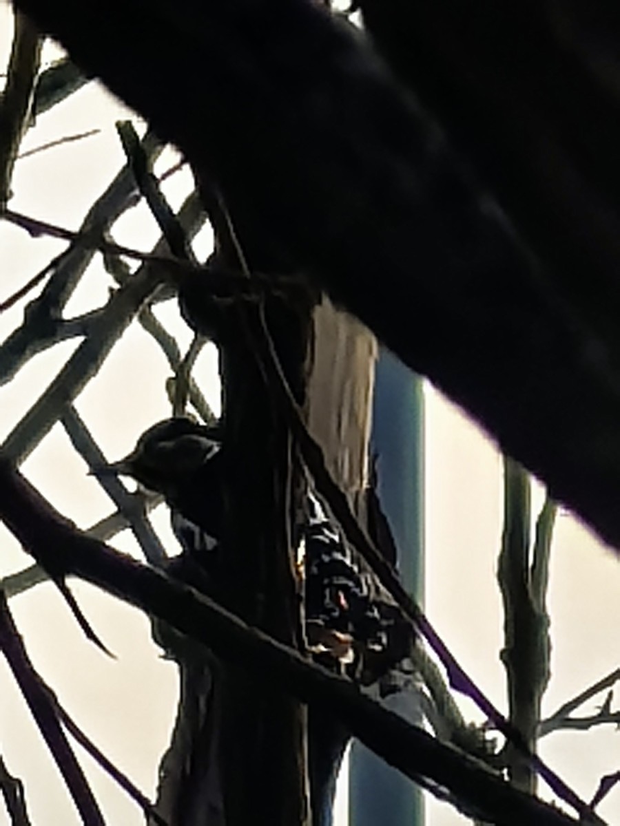 strakapoud šedočelý - ML647327730