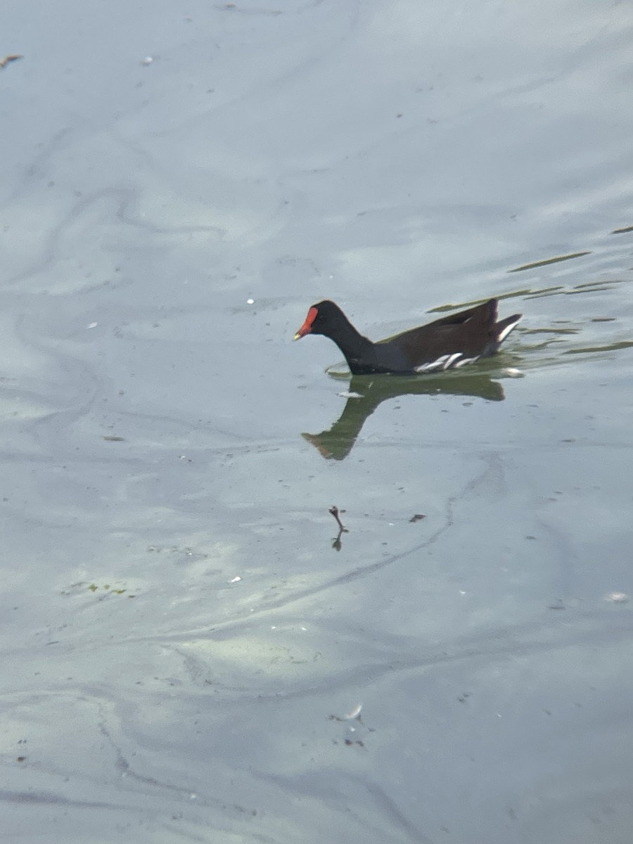 Common Gallinule - ML647327732
