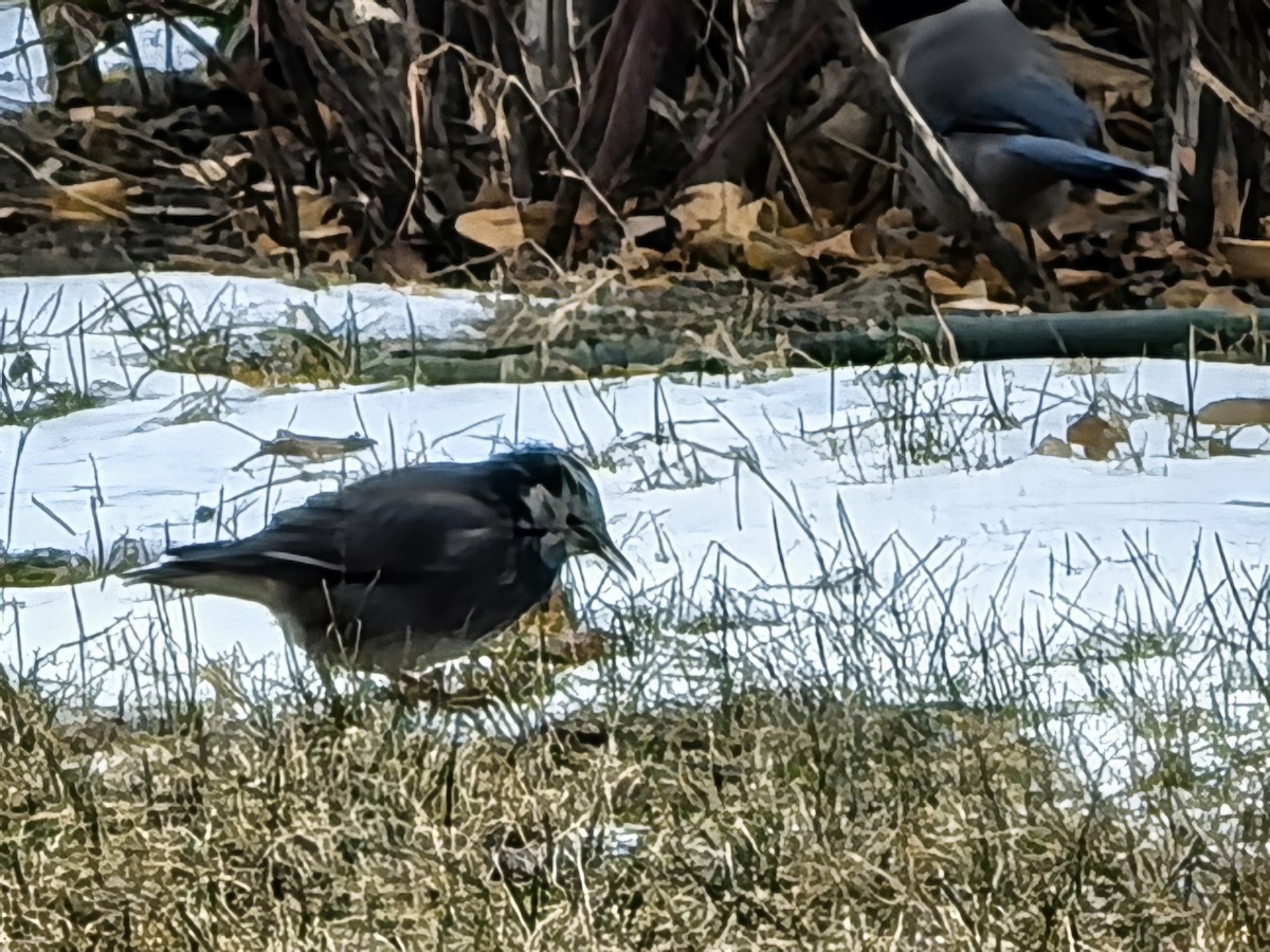 špaček východní - ML647327735