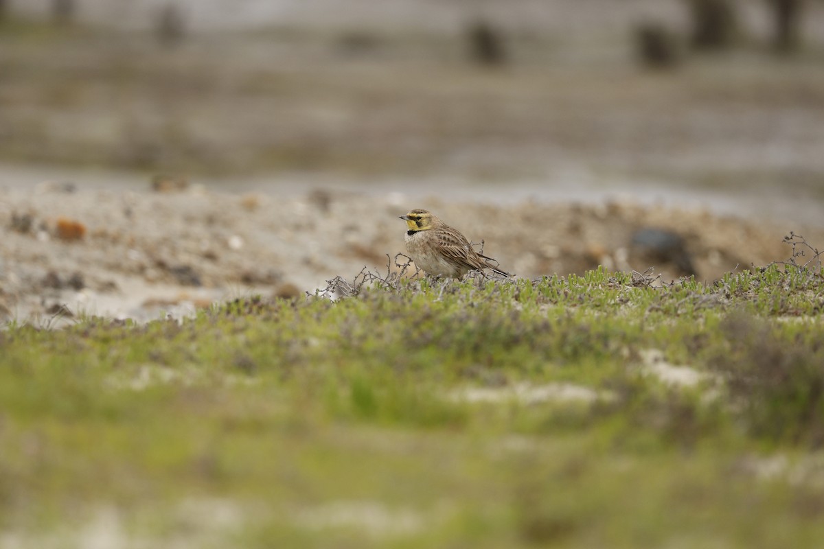 Horned Lark - ML647327738