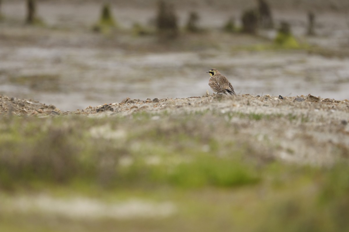 Horned Lark - ML647327739