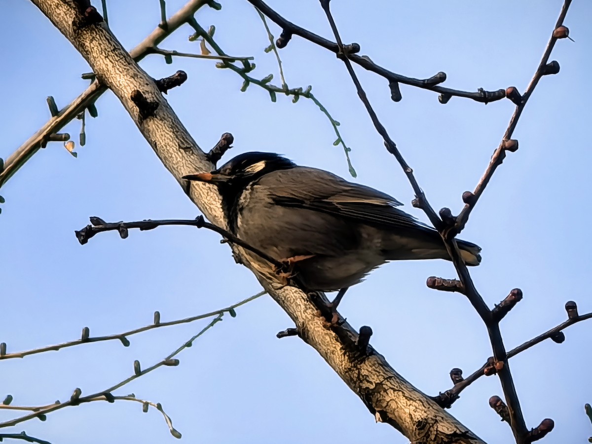 špaček východní - ML647327742