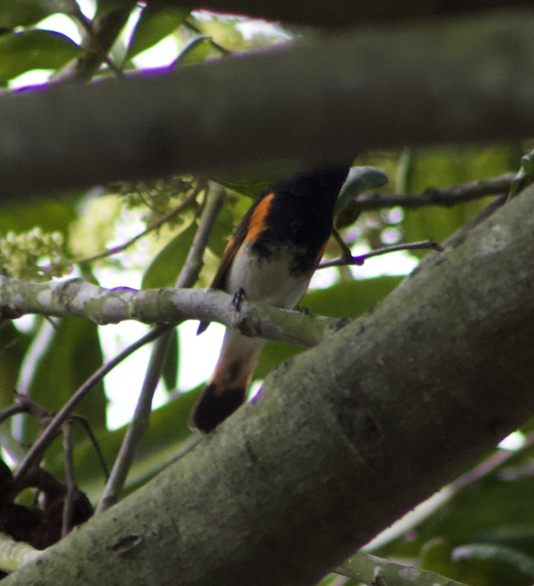 סבכון חכלילי - ML647327743