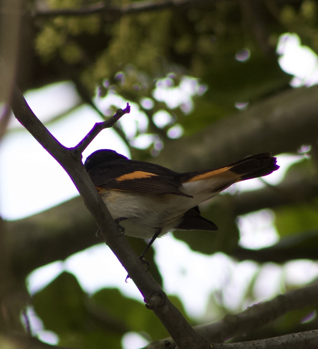סבכון חכלילי - ML647327744