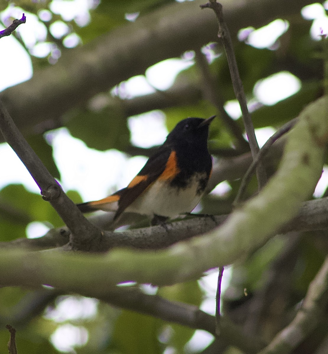 סבכון חכלילי - ML647327745