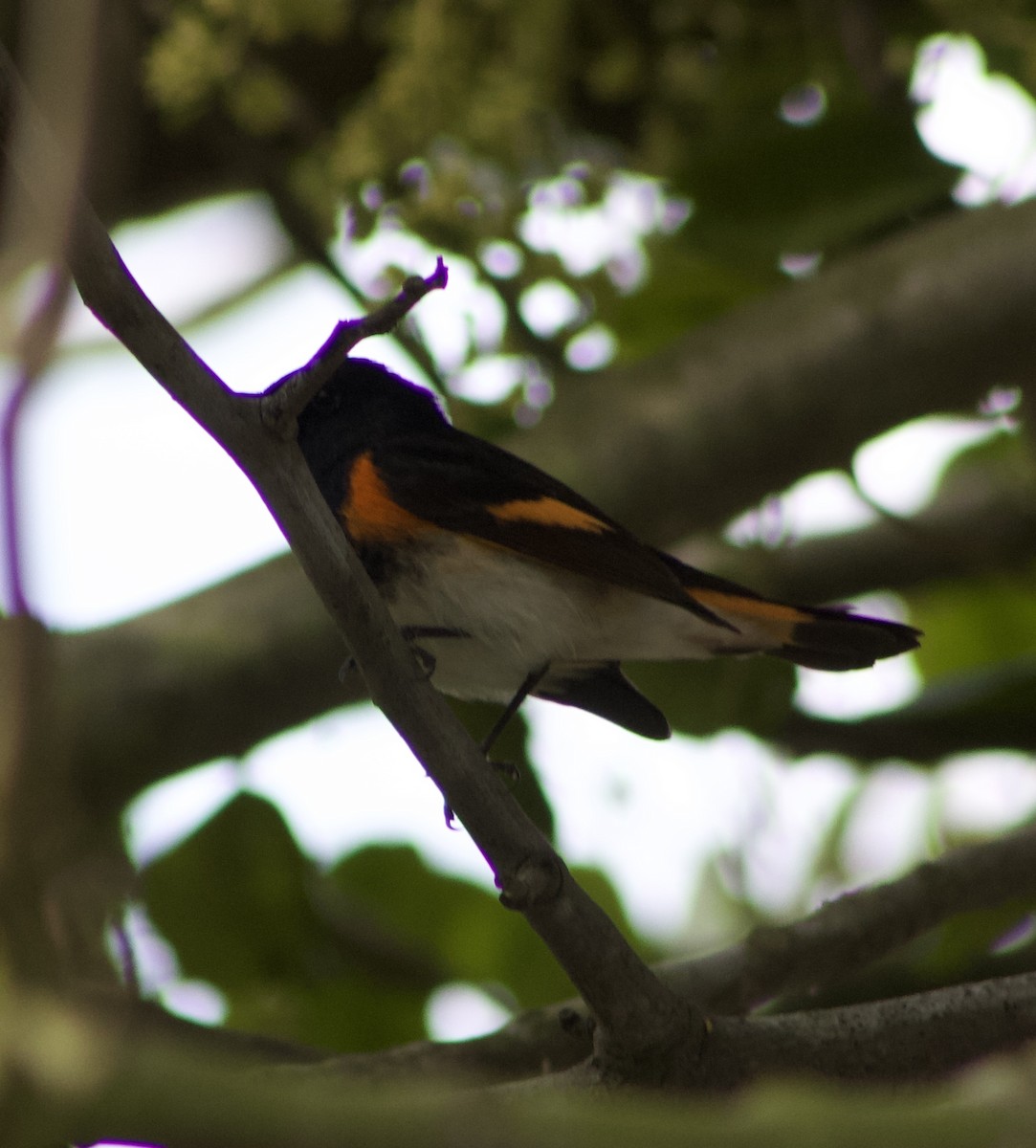 סבכון חכלילי - ML647327746