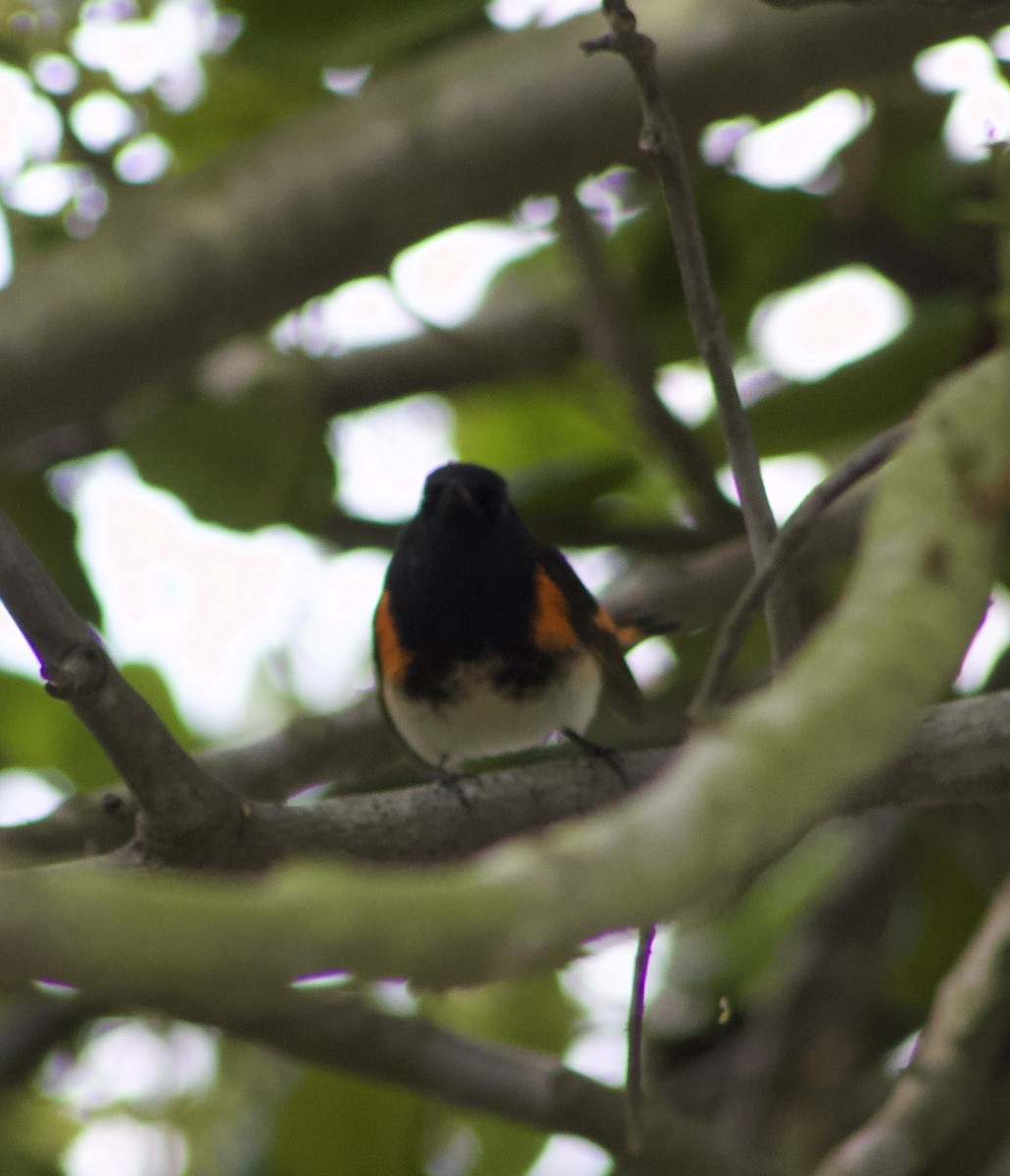 סבכון חכלילי - ML647327747