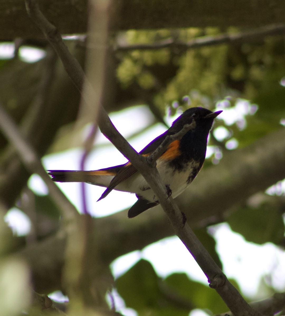 סבכון חכלילי - ML647327748