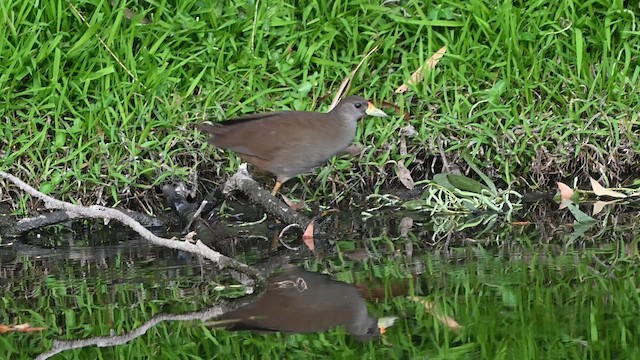 Pale-vented Bush-hen - ML647327751