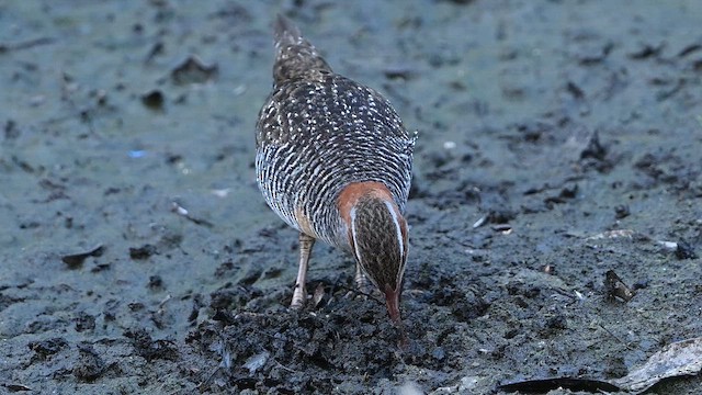 Buff-banded Rail - ML647327758