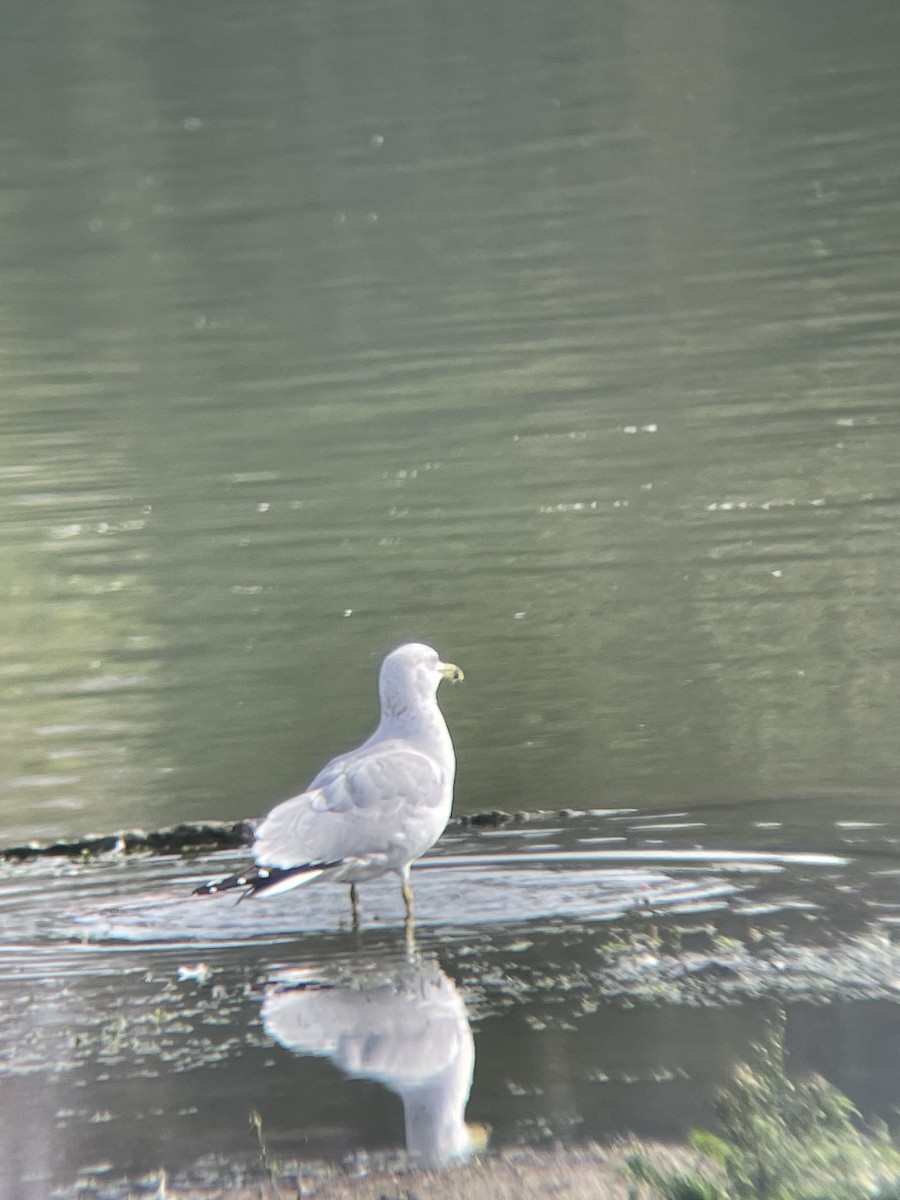 Ring-billed Gull - ML647327760
