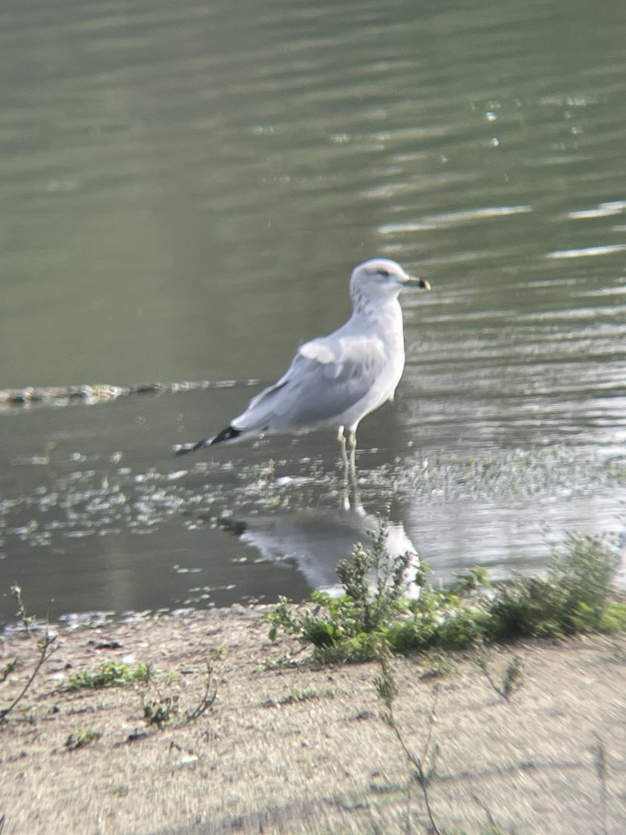 Ring-billed Gull - ML647327761