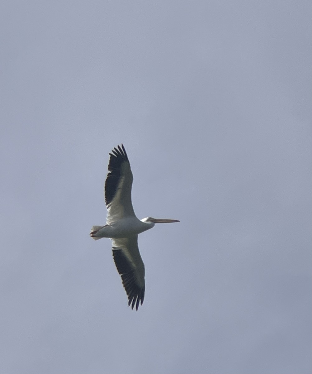 American White Pelican - ML647327782
