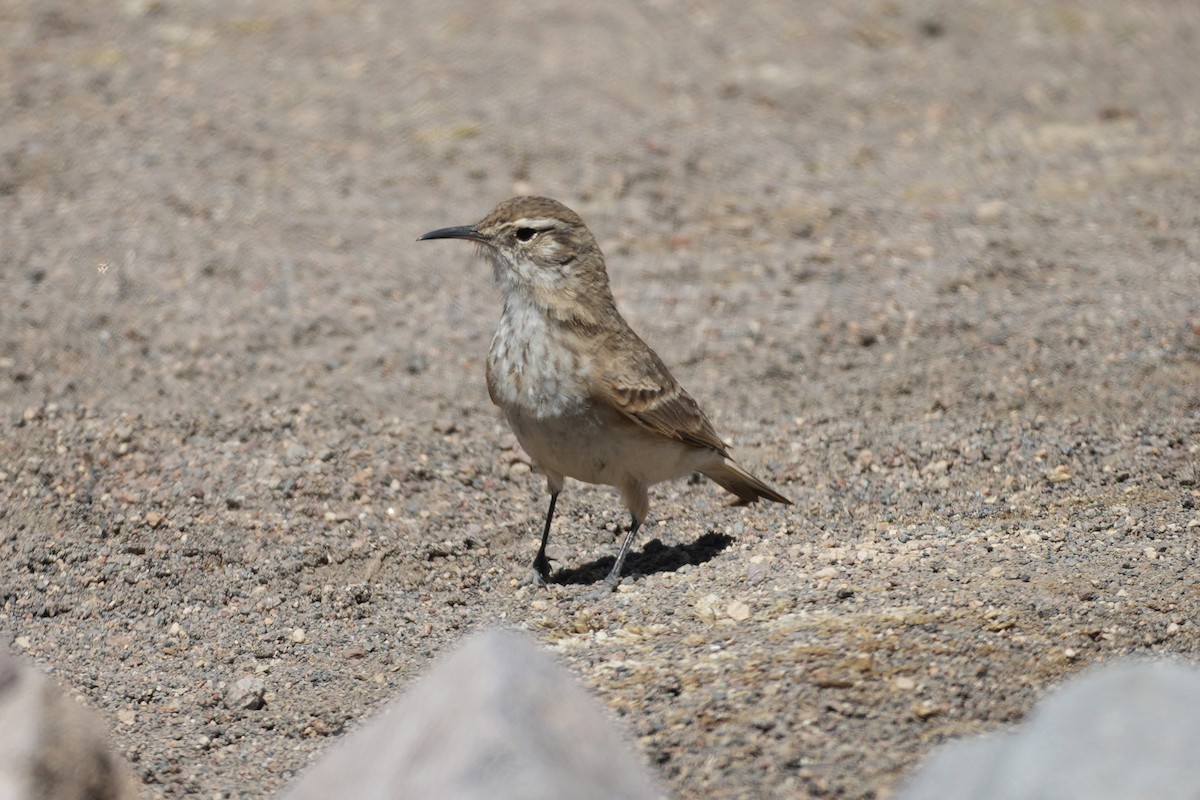 Common Miner - ML647327787