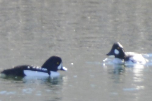 İzlanda Altıngözü - ML647327798