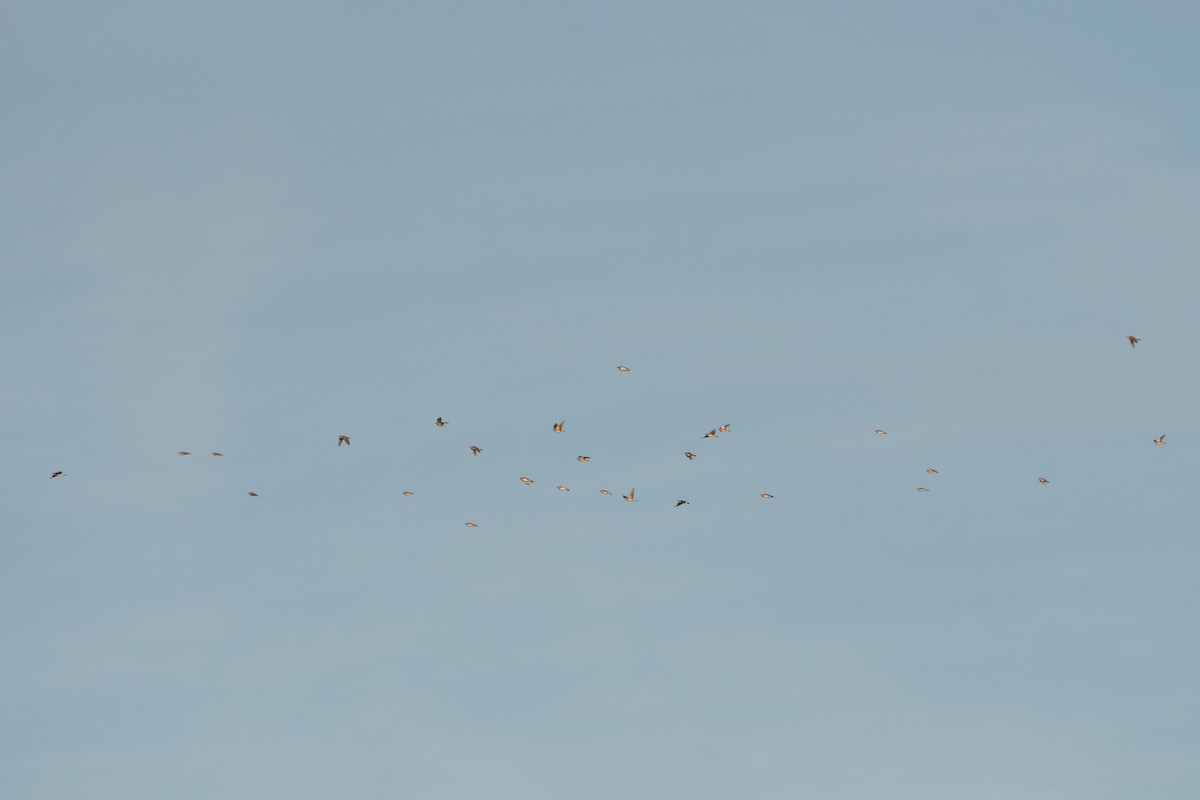 Alondra Cornuda - ML647327799