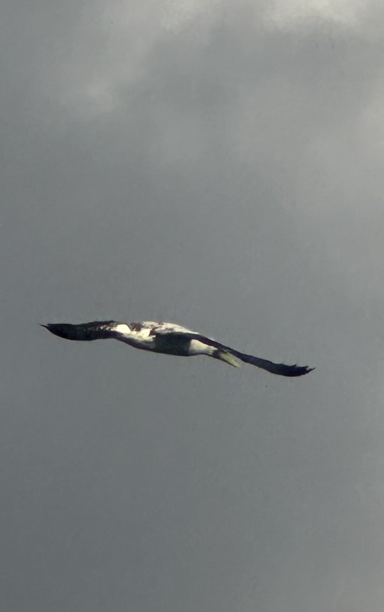 Masked Booby - ML647327812