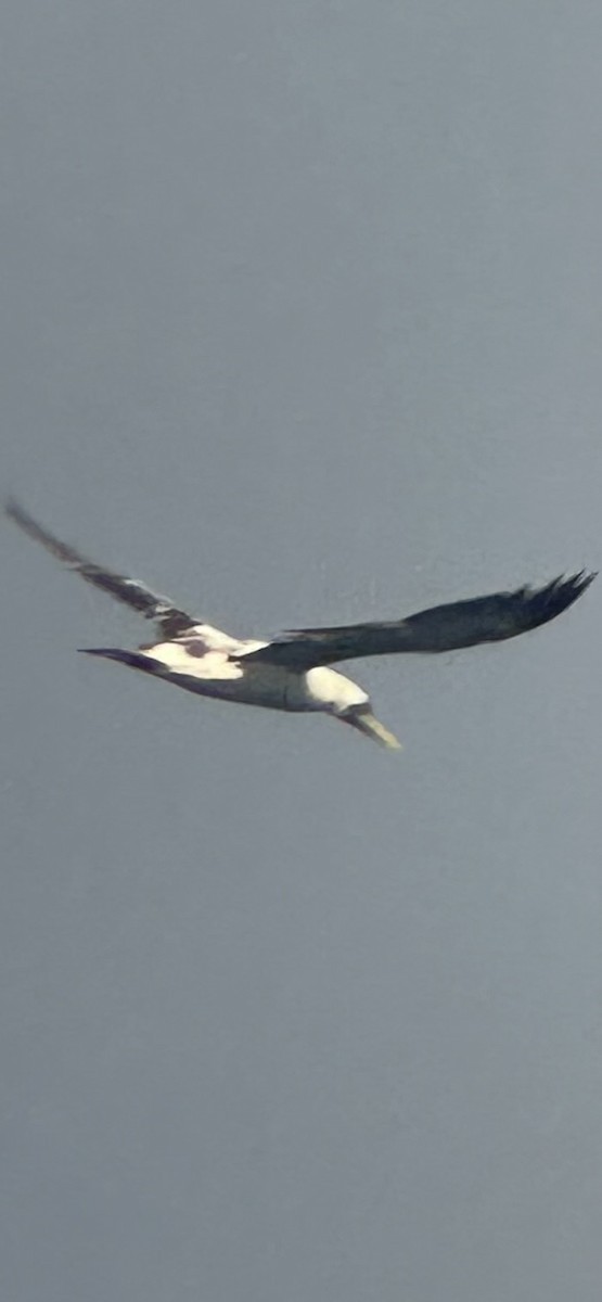 Masked Booby - ML647327813