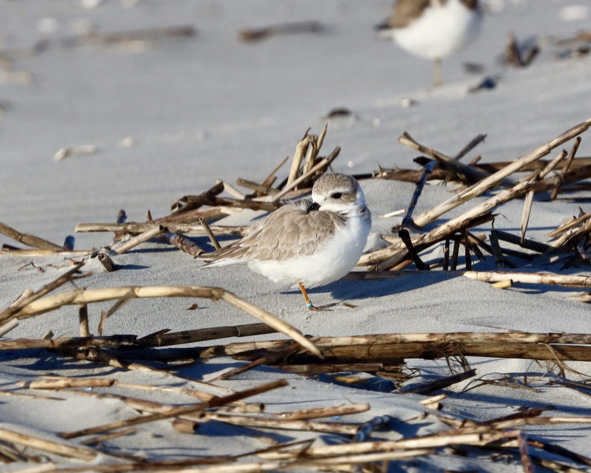 Flötenregenpfeifer - ML647327819