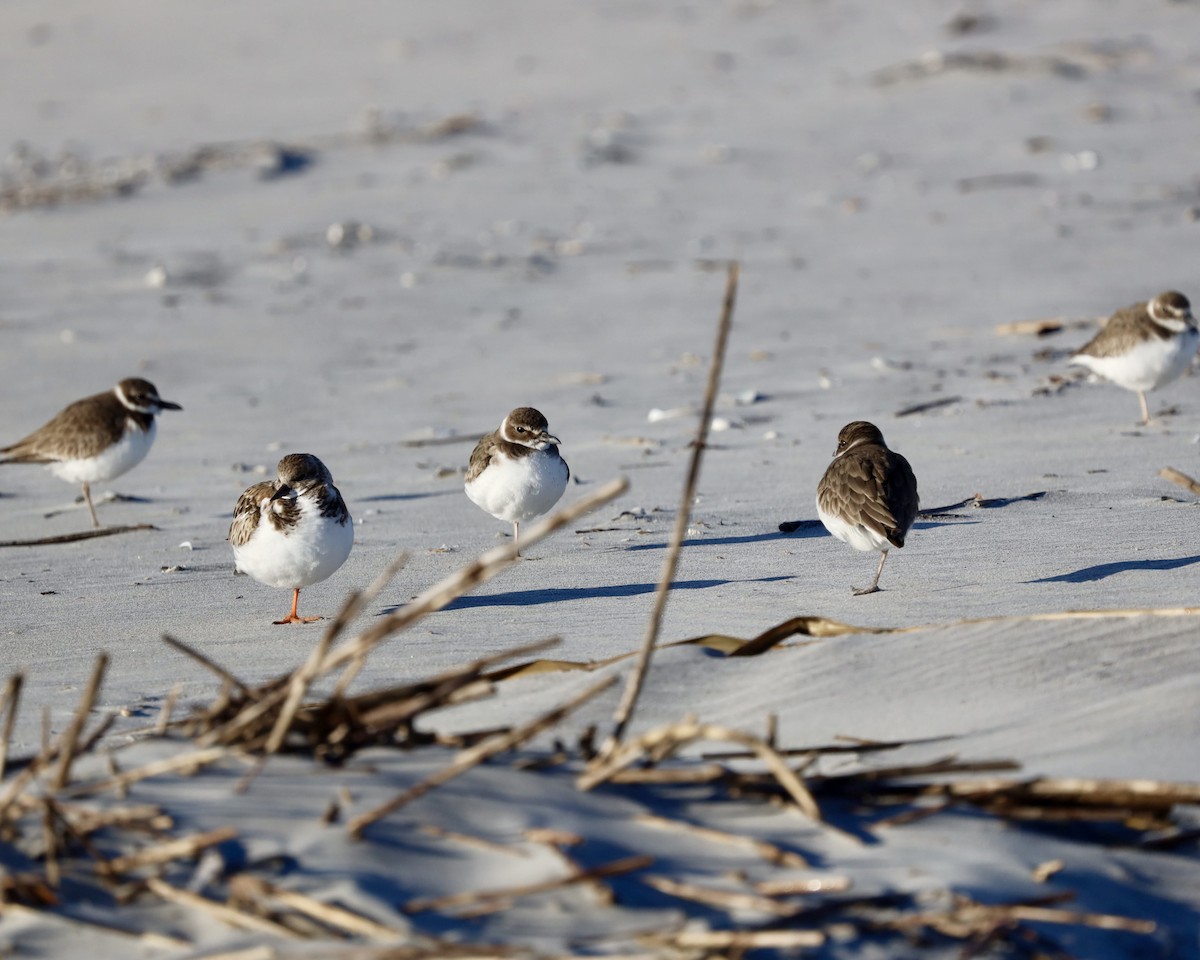 Wilson's Plover - ML647327823