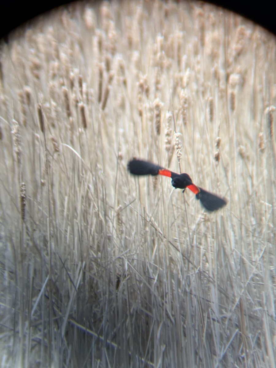 Red-winged Blackbird - ML647327830