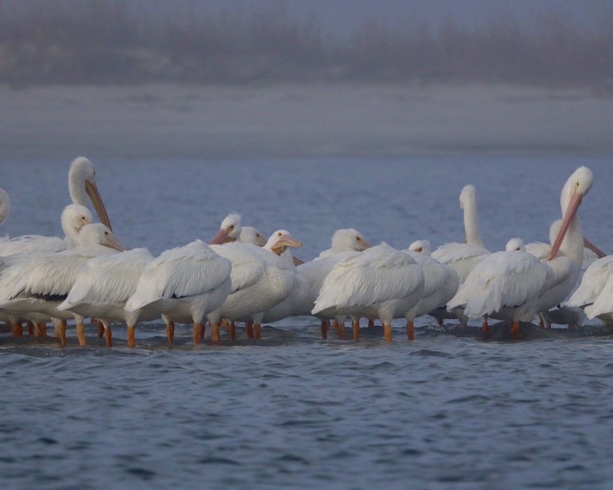 American White Pelican - ML647327833