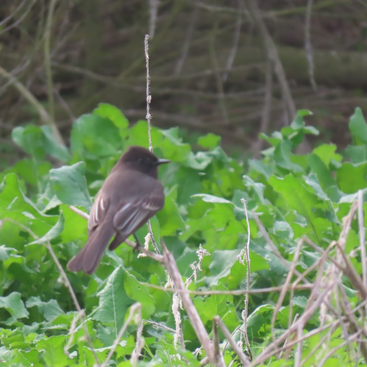 Black Phoebe - ML647327836